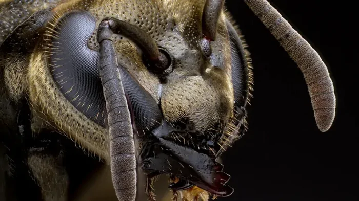Неправильные пчелы. Найдены осы, которые производят мед в большом количестве (видео)