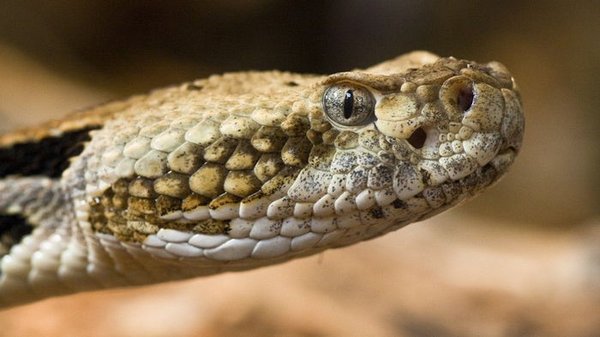 Спасет от укуса многих опасных змей: ученые создали универсальное противоядие