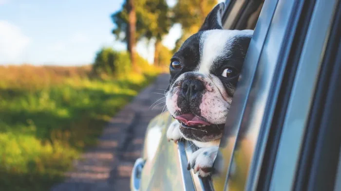 Смотрят «мультики» и нюхают мир: зачем на самом деле собаки высовывают голову в окно авто