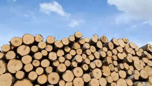 В Украине избыток промышленной древесины. Начинают продавать иностранц...