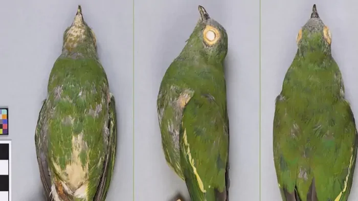 Скрывается уже более 70 лет: ученые пытаются отыскать редчайшего плодового голубя