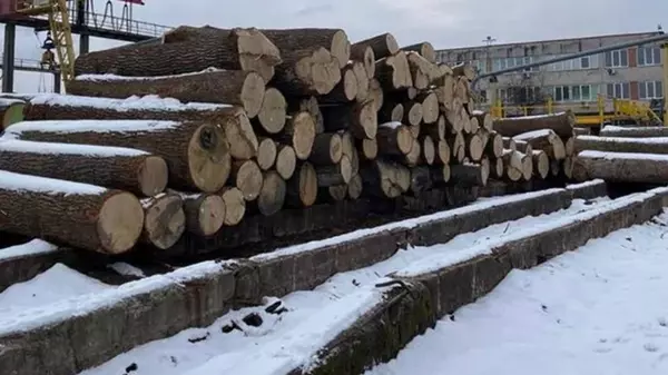 Вырубка деревьев в Чернобыльском заповеднике: причастным сообщили о по...
