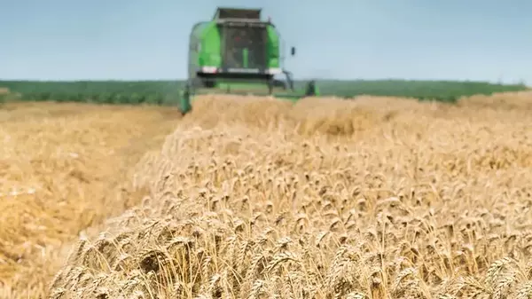 Цены на пшеницу в США резко упали: рынок заполонило дешевое зерно из Европы