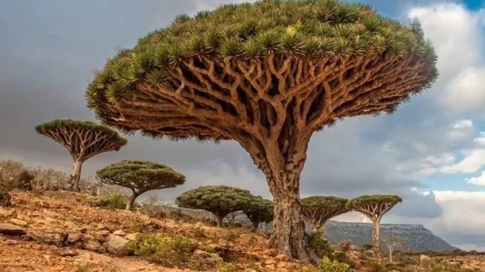 Не живые существа, а огромные мегаполисы: ученые предложили пересмотреть понятие «дерево»