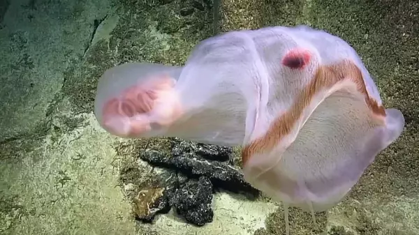 В глубинах океана обитает странное живое «одеяло»: внутри живут его друзья, что это (видео)