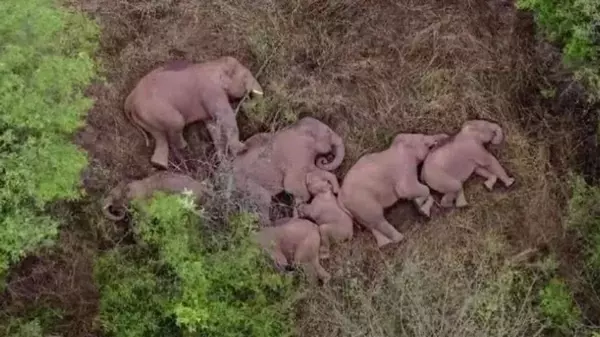 В Индии обнаружено кладбище слонят: как и зачем взрослые животные захоронили детенышей