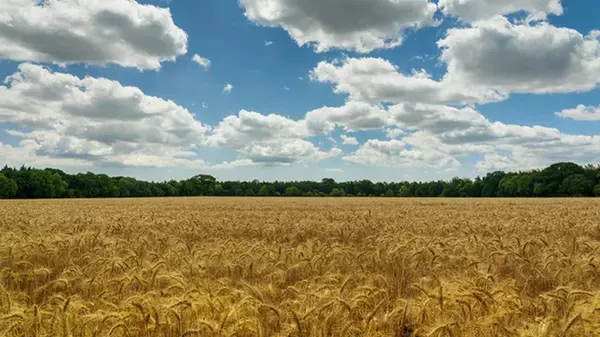 В USDA считают, что урожай в Украине будет меньше, чем в прошлом году