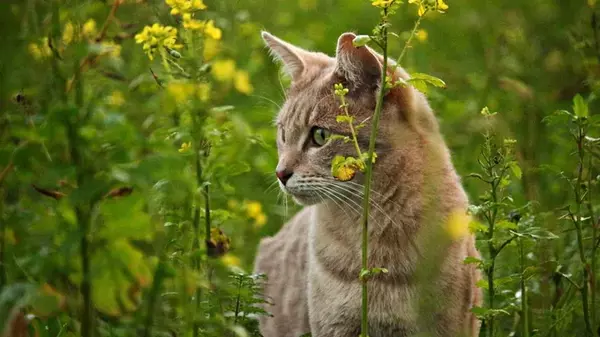 На Кубе кошки принялись истреблять крокодилов: это первый доказанный с...