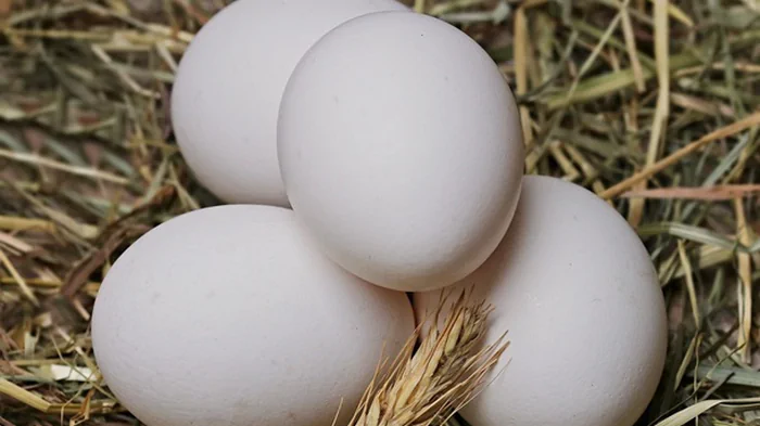 Канада открыла свой рынок для украинских яиц