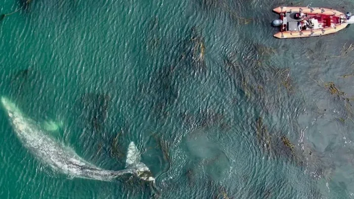Самый гибкий кит в океане. Ученые раскрывают «акробатику» крупнейших животных на Земле (видео)