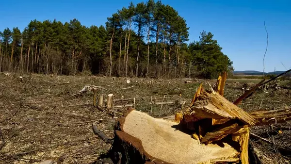 Экоинспекция засудила местную общину за незаконную вырубку леса. Это п...