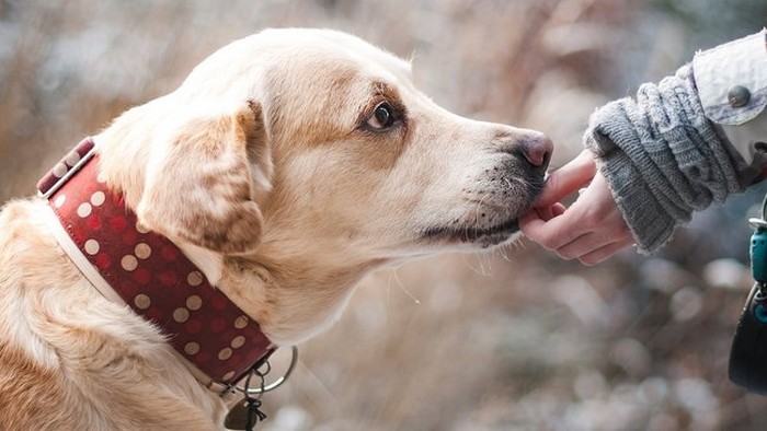 Как воспитать собаку послушной: пять золотых правил