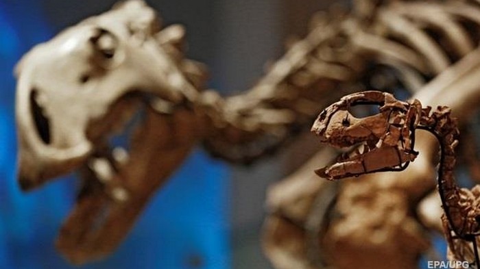 Останки детеныша тиранозавра продали через eBay