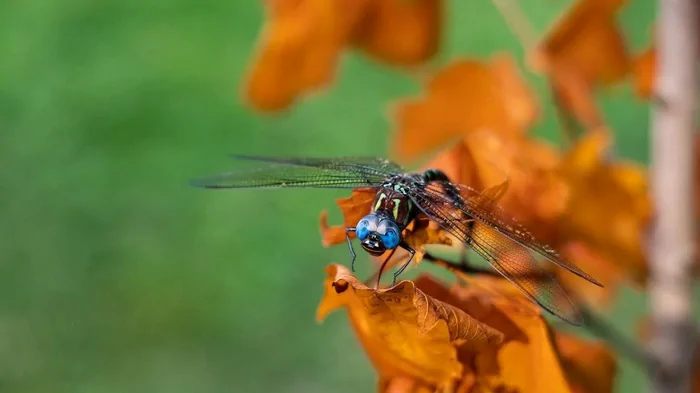 «Одно из величайших чудес природы»: обнаружена супермагистраль миграции насекомых