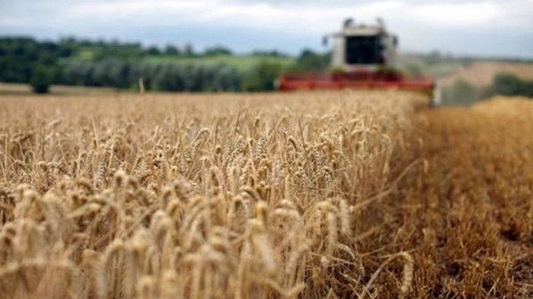 В правительстве оценили влияние жары на урожай зерновых