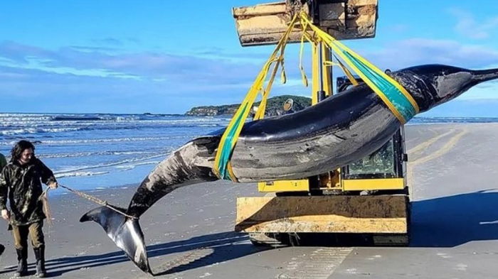 Самый редкий кит на планете выбросился на берег: его никогда не видели живым