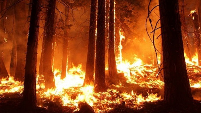 В России зафиксирована рекордная площадь лесных пожаров