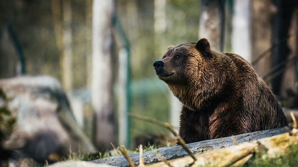 Депутаты Румынии разрешили убить сотни медведей