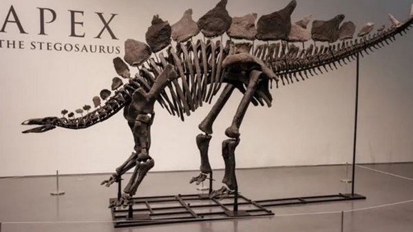 На аукционе за рекордную сумму продали скелет динозавра