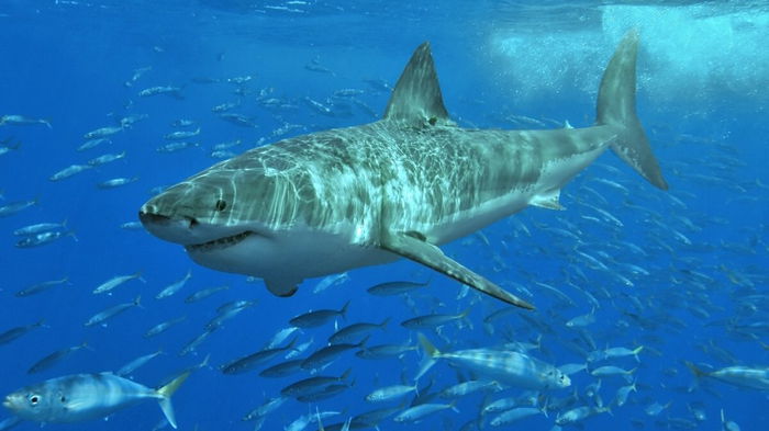 Мегалодон или белая акула: ученые выяснили, кто плавает быстрее