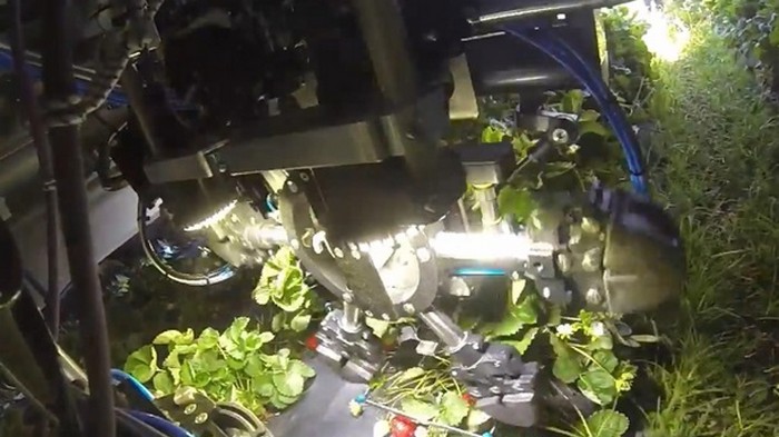 В США создали роботов для сбора клубники (видео)