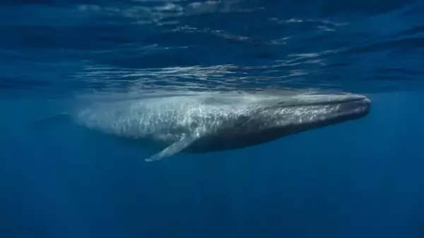 Самые крупные животные на Земле странным образом не дают «пустыням» появиться в океане