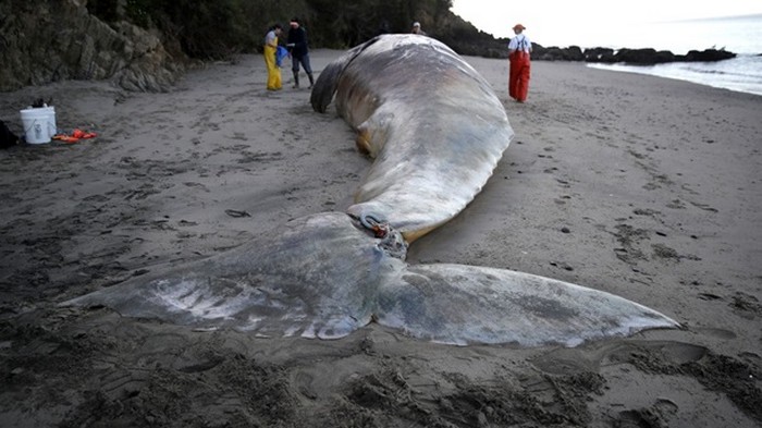 В Калифорнии на берег вымыло девять мертвых китов