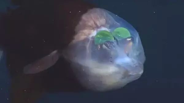 Странные рыбы с прозрачной головой имеют глаза, которые находятся внутри: почему (видео)
