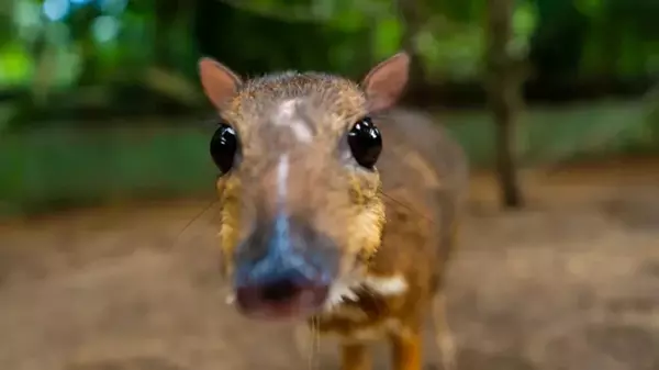 Не больше 30 сантиметров в холке: названо самое крохотное копытное млекопитающее на Земле