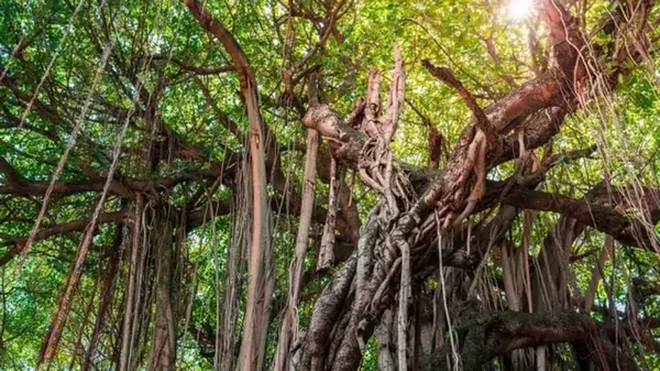 Тревожное нечто захватывает тропические леса: оно настолько велико, что его видно из космоса