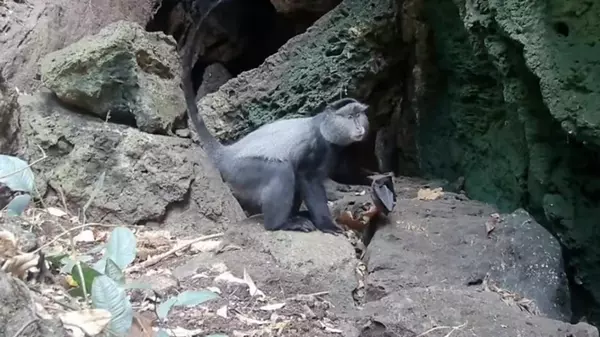 Ученые узнали, как хищники переносят смертельные вирусы от летучих мышей человеку