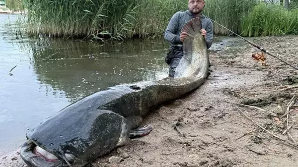 В Польше рыбак выловил из Одры сома гигантских размеров (фото)