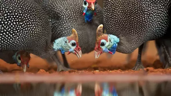 Насколько быстрыми на самом деле были динозавры: подсказали гонки цесарок