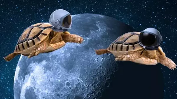 Не люди первыми достигли Луны: это были неожиданные животные