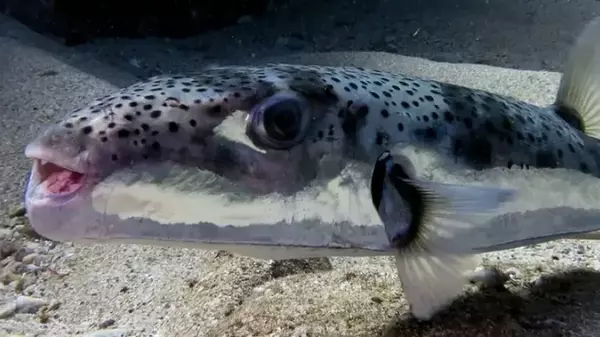 «Токсичный пришелец»: в Черном море заметили опасную рыбу, несущую смертельную угрозу