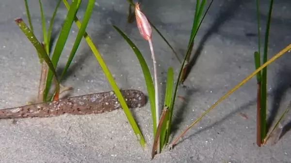 Единственный в своем роде: названо необычное место, где на Земле растут цветы