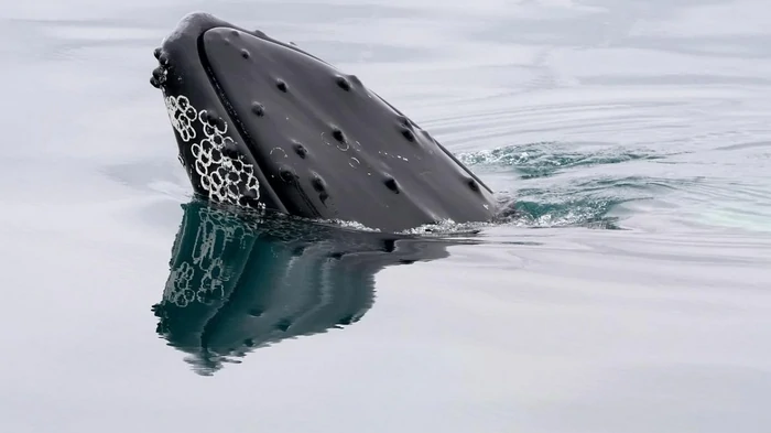 Киты начали издавать подозрительно мало звуков: ученые бьют тревогу