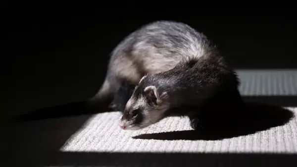 Миллионы крыс наводнили Брюссель: город будет использовать хорьков для их уничтожения