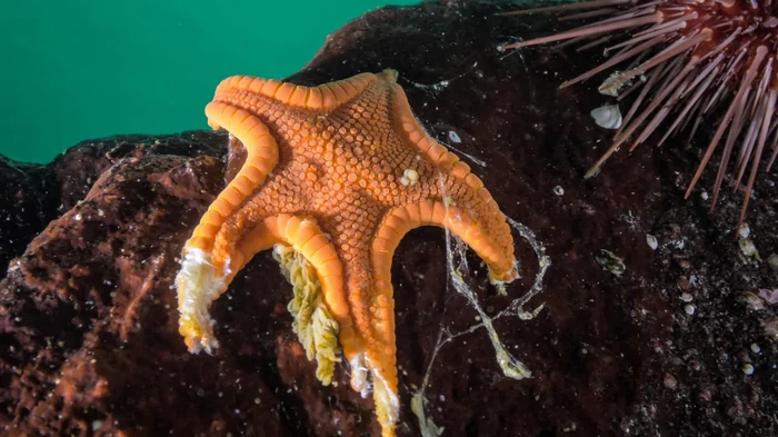 Миллиарды морских звезд по всему миру превращаются в вязкую массу: что происходит с животными