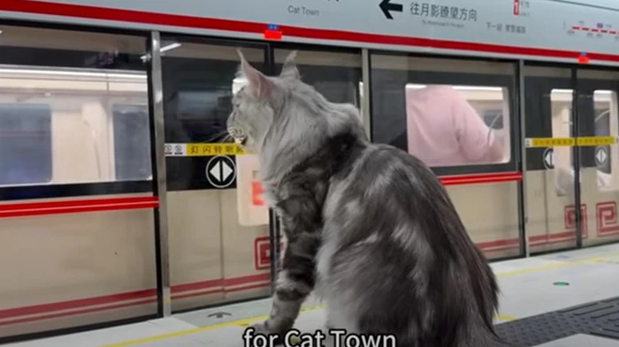 Китаец построил метро для своего кота (видео)