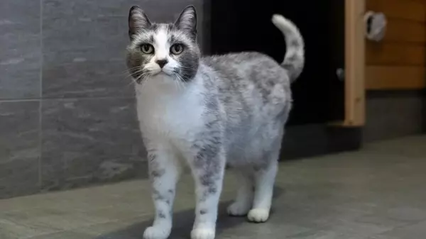 Тайна кошек «сальмиак»: что за новый окрас котов появился в Финлядии