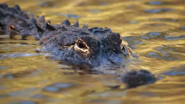 Огромные крокодилы компенсируют плохое умение плавать, занимаясь «серфингом», — исследование