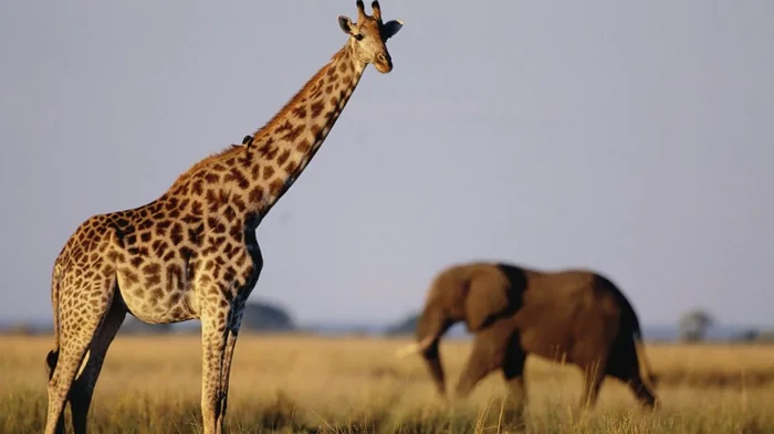 Слишком разные, чтобы быть одним видом: спустя 10 лет жирафов разделили на четыре группы