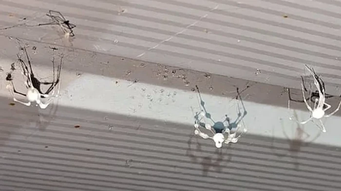 Пауки, зараженные ранее невиданным грибком, массово атакуют дома: что с ними происходит