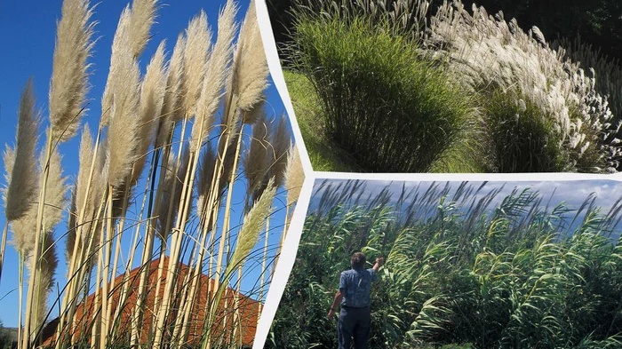 Какие растения не стоит сажать в своем дворе: эксперты назвали 6 «опасных» трав