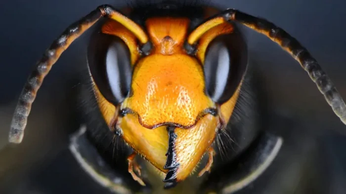 Названо самое смертоносное животное в США: вероятно, на него никто бы не подумал