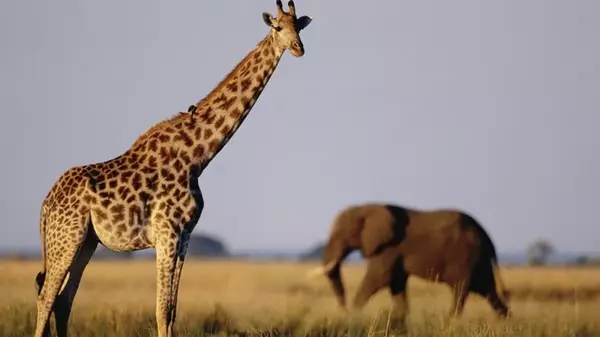 Слишком разные, чтобы быть одним видом: спустя 10 лет жирафов разделили на четыре группы