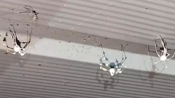 Пауки, зараженные ранее невиданным грибком, массово атакуют дома: что с ними происходит