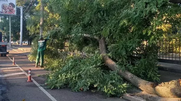 В Одессе ураган повалил более 70 деревьев