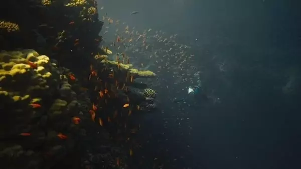 Ученые обнаружили в Красном море таинственные «зоны смерти»: что о них известно